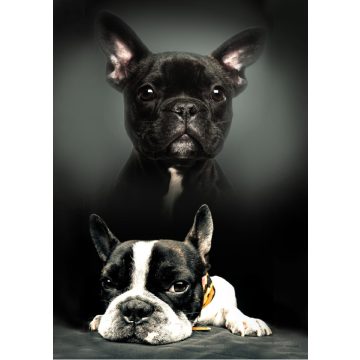 Kutyás Bulldog polár takaró 100x140cm