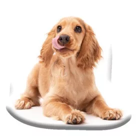 Spaniel-Kissen, Dekokissen 40x40 cm aus Velours