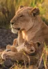 Kompaktné puzzle Clementoni Lion Feline Love, 500 dielikov
