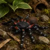 Pók Tarantula Gumifigura Nyújtható Realisztikus Fekete 10 cm