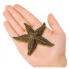 Tengeri csillag gumifigura, nyújtható, valósághű tengeri állat 9,5 cm