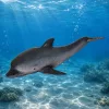 Gumi Tengeri Delfin Figura Puha Realisztikus TPR Sötétszürke 17,5 cm