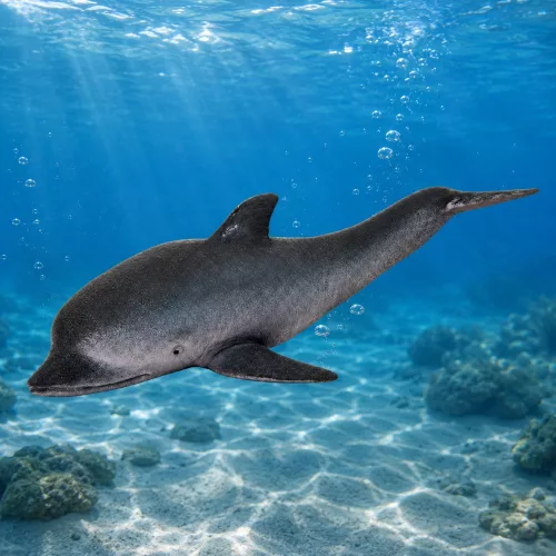 Gumi Tengeri Delfin Figura Puha Realisztikus TPR Sötétszürke 17,5 cm