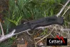 Cattara BLACK BLADE zsebkés 21,7 cm biztonsági zárral
