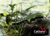 Cattara JUNGLE összecsukható biztonsági zárral 21,7 cm