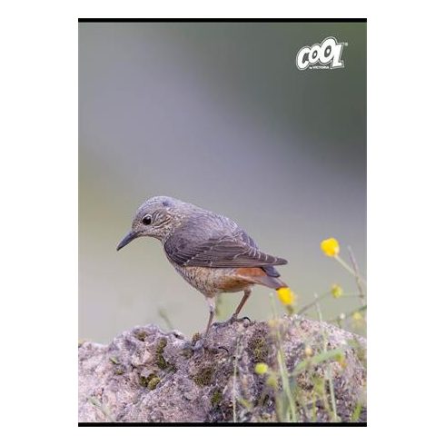 Füzet, tűzött, A4, vonalas, 80 lap, COOL BY VICTORIA "Birds"